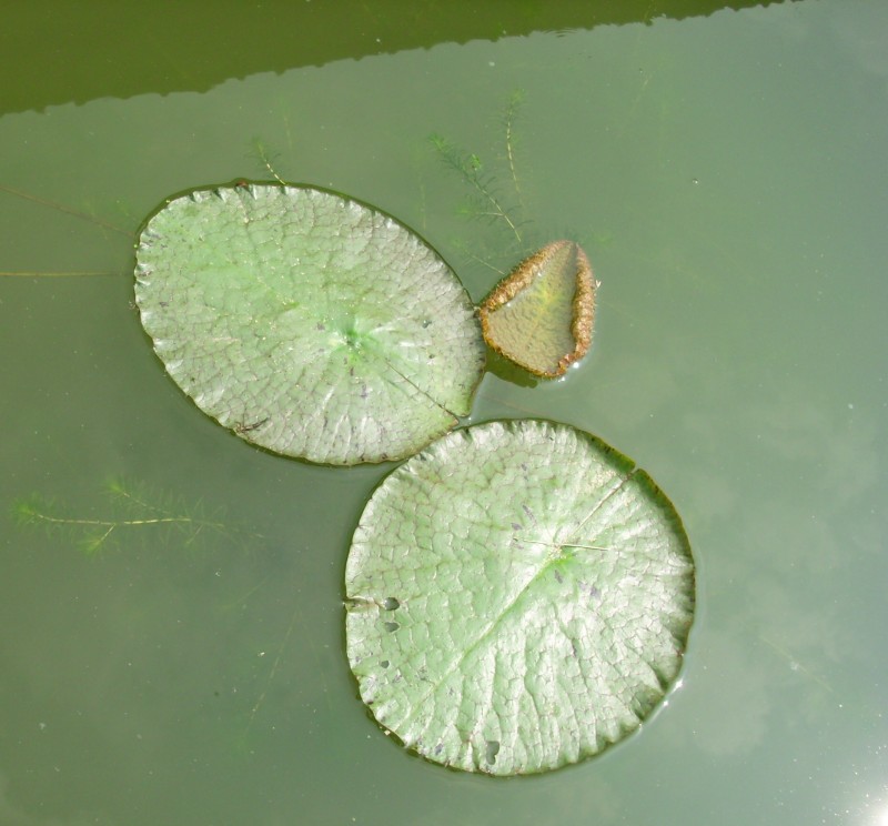 大王蓮小苗