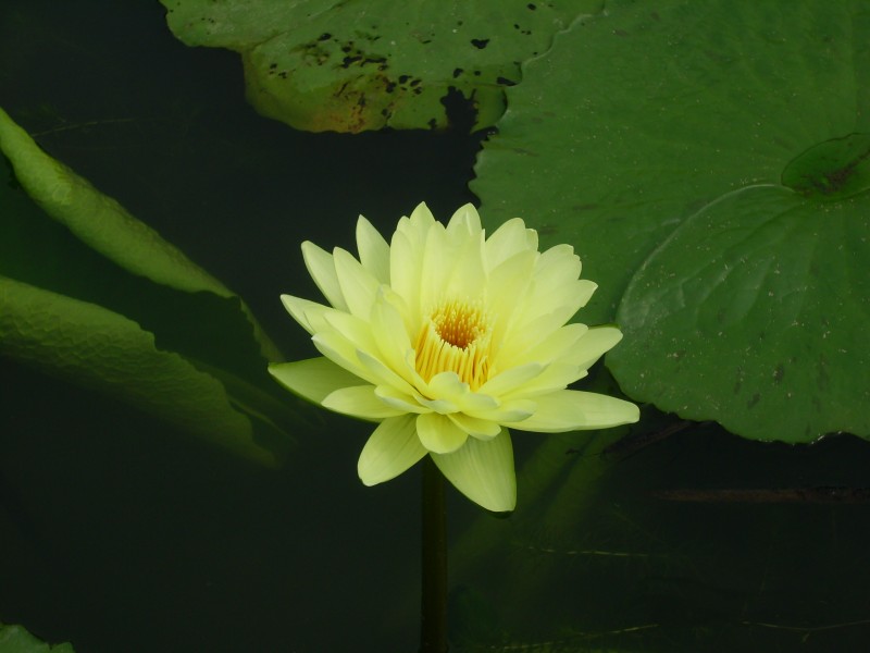 睡蓮科-黃色系香水蓮花