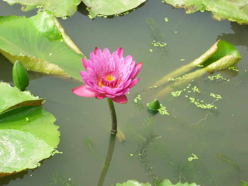 睡蓮科-紅色系香水蓮花