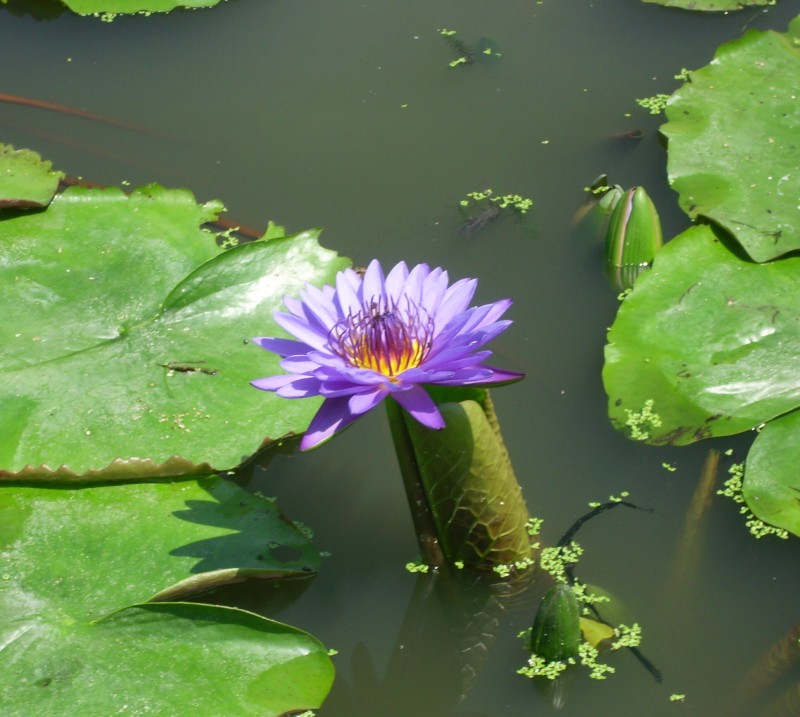 睡蓮科-藍色系香水蓮花
