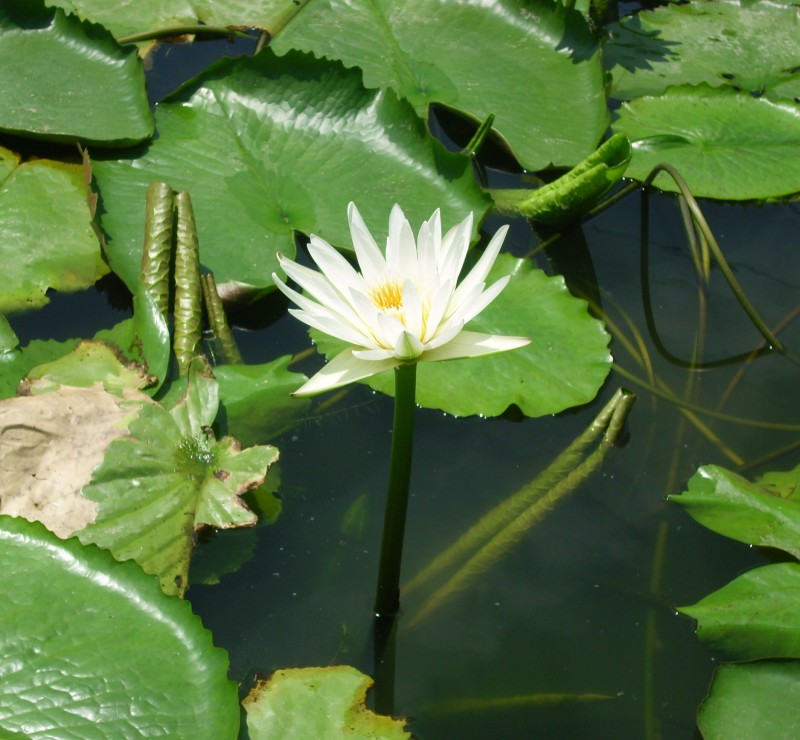 睡蓮科-白色系香水蓮花