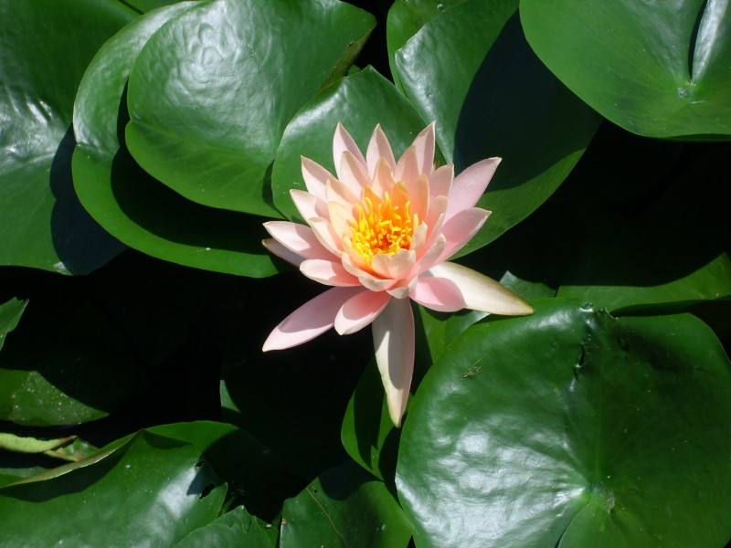 睡蓮科-觀音蓮粉紅色香水蓮花