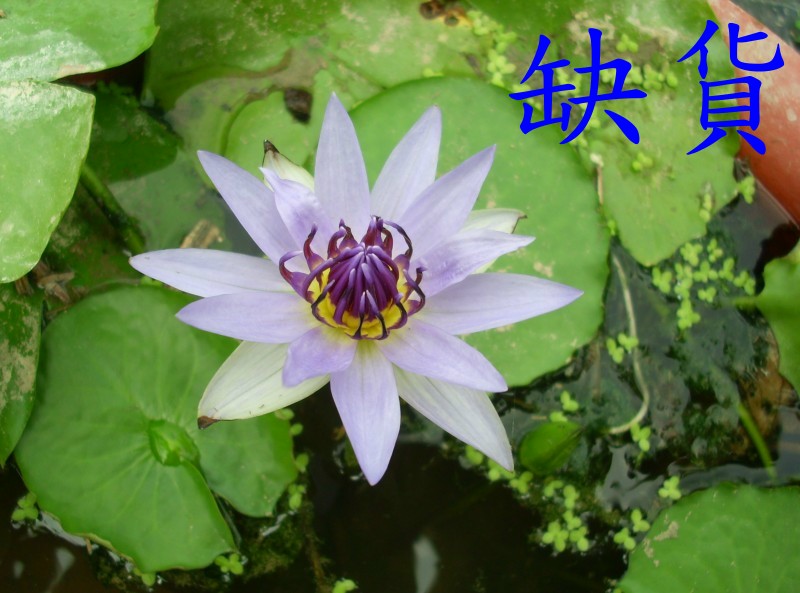 睡蓮科-墨西哥淺藍色香水蓮花